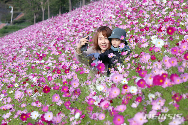 【서울=뉴시스】14일 충남 강경 금강 둔치에서 열린 2018강경젓갈축제를 찾은 방문객들이 축제장에 조성된 코스모스 밭에서 가을의 정취를 즐기고 있다. 2018.10.14. (사진=논산시 제공) photo@newsis.com