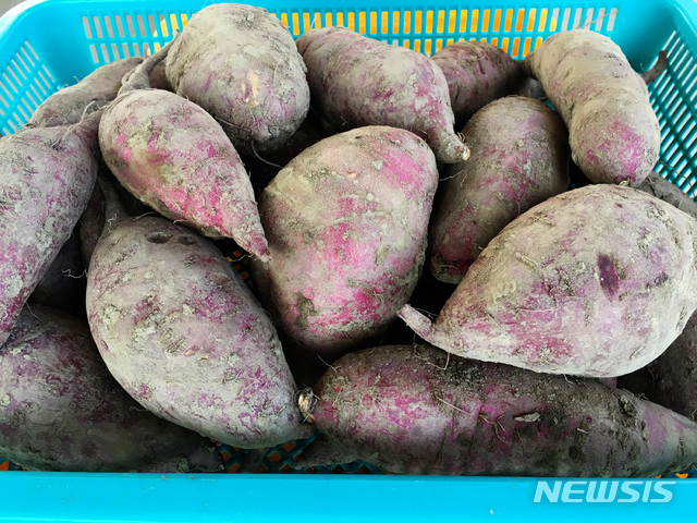 【진주=뉴시스】정경규 기자 = 큐어링을 마친 고구마.