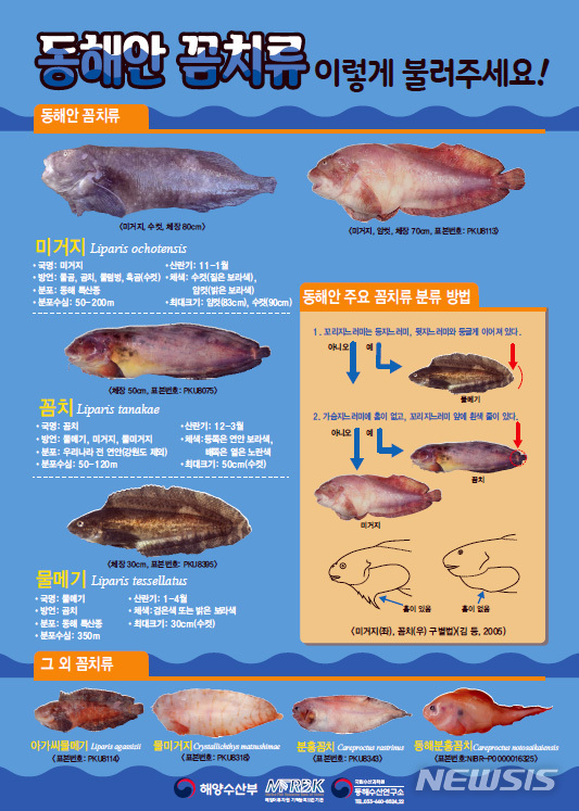 【부산=뉴시스】 하경민 기자 = 국립수산과학원 동해수산연구소는 생김새가 비슷하고 불리는 이름이 다양한 꼼치류를 제대로 알리기 위해 '동해안 꼼치류 이렇게 불러주세요!'라는 포스터를 제작·배포했다고 17일 밝혔다. 2018.10.17. (사진=수산과학원 제공)yulnetphoto@newsis.com
