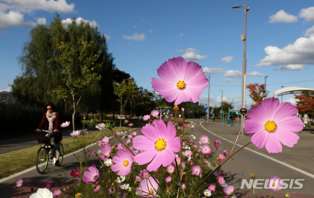 【서울=뉴시스】이영환 기자 = 완연한 가을 날씨를 보인 18일 오후 서울 서초구 반포한강공원에 코스모스가 피어 있다. 2018.10.18. 20hwan@newsis.com
