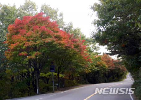 【광주=뉴시스】= 광주기상청은 18일 무등산국립공원의 올해 첫 단풍이 관측됐다고 밝혔다. 2018.10.18. (사진=광주기상청 제공) photo@newsis.com
