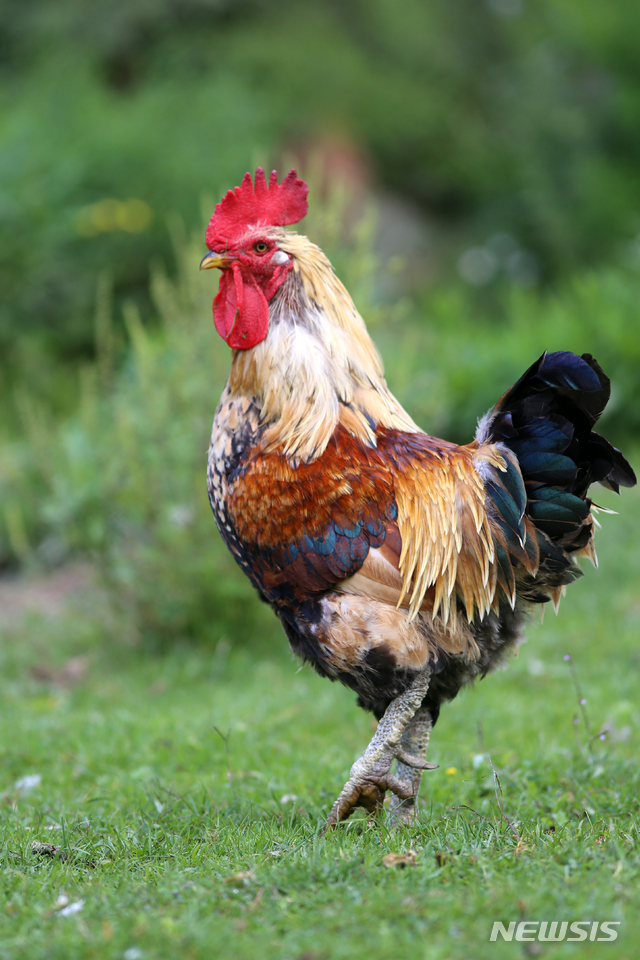 [원추 오늘의운세]닭띠, 참아야 하느니라