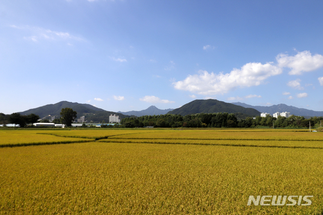 용문산 은행나무길