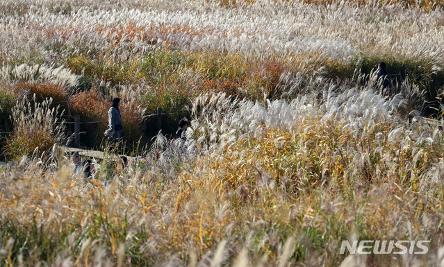 【서울=뉴시스】김선웅 기자 = 완연한 가을 날씨를 보인 21일 서울 마포구 하늘 공원에 억새가 가득하다. 2018.10.21. mangusta@newsis.com