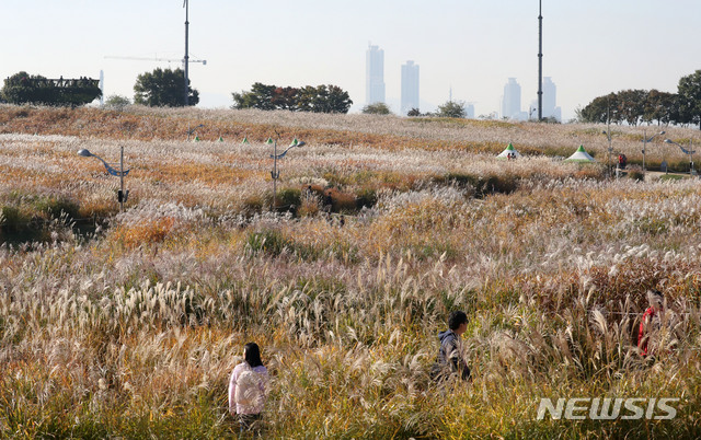 【서울=뉴시스】김선웅 기자 = 완연한 가을 날씨를 보인 21일 서울 마포구 하늘 공원에 억새가 가득하다. 2018.10.21. mangusta@newsis.com