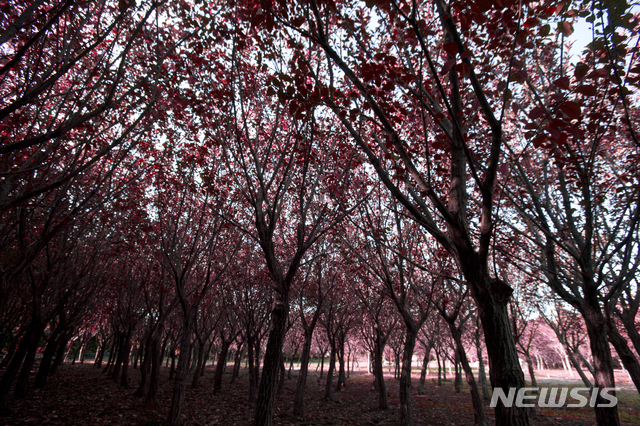 【제주=뉴시스】제주시 애월읍 항파두리 항몽유적지. (사진=제주관광공사 제공)