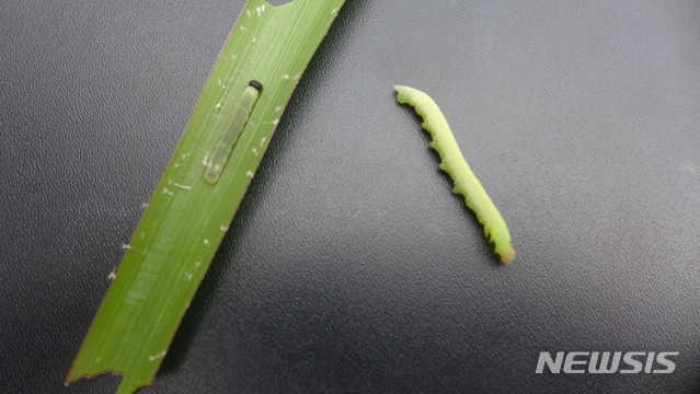 【세종=뉴시스】은줄팔랑나비 애벌레. 2018.10.23.(사진 = 환경부 제공)photo@newsis.com