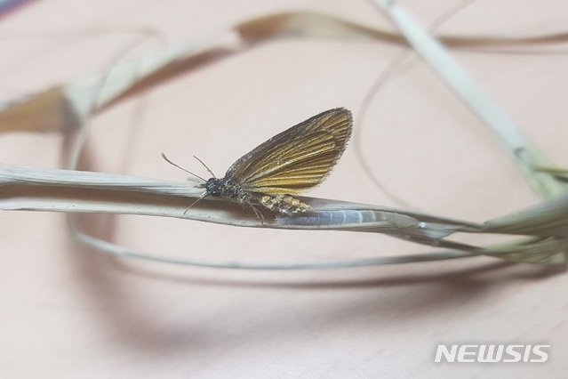 【세종=뉴시스】은줄팔랑나비 성충. 2018.10.23.(사진 = 환경부 제공)photo@newsis.com