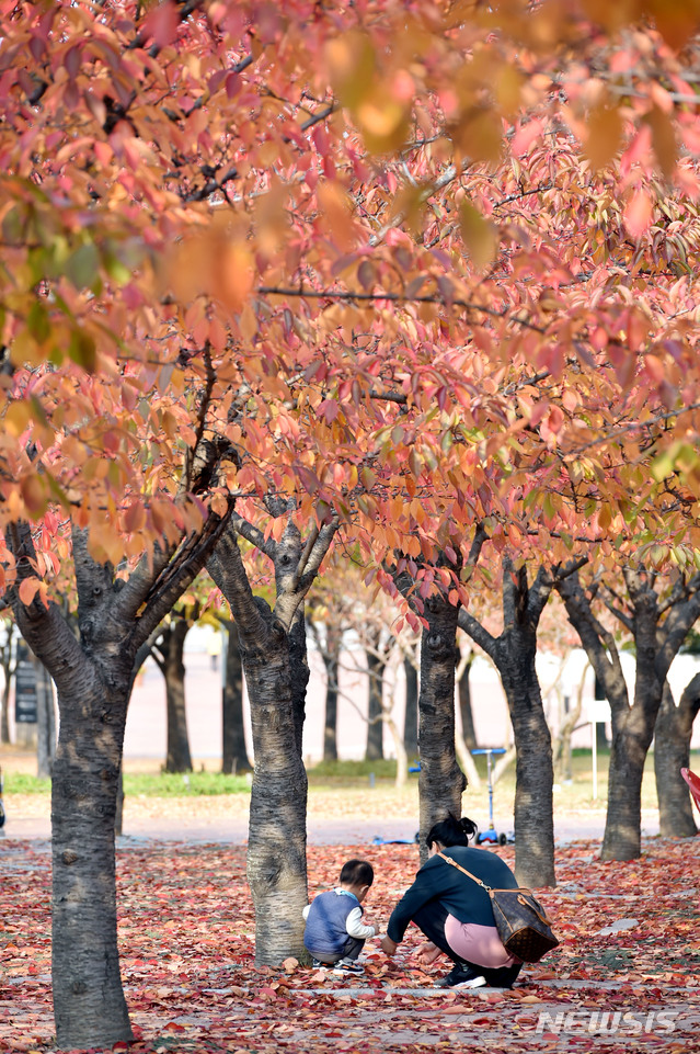 【대구=뉴시스】우종록 기자 = 서리가 내리는 시기를 뜻하는 절기 상강(霜降)인 23일 오후 대구 수성구 대흥동 대구스타디움 서편광장에서 산책을 나온 엄마와 아기가 단풍 길을 걸으며 추억을 만들고 있다. 2018.10.23. wjr@newsis.com
