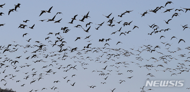 【서산=뉴시스】강종민 기자 =24일 오후 충남 서산 천수만 상공에서 철새들이 군무를 펼치고 있다.&nbsp; 농림축산식품부와 충청남도 등 방역당국은 이날 광역방제기 등을 이용해 조류인플루엔자 방역활동을 벌였다. 2018.10.24. ppkjm@newsis.com