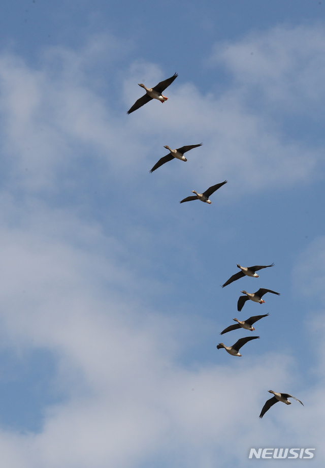 【서산=뉴시스】강종민 기자 =24일 오후 충남 서산 천수만 상공에서 철새들이 군무를 펼치고 있다. 2018.10.24. ppkjm@newsis.com