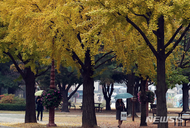 【서울=뉴시스】이종철 기자&nbsp; = 가을비가 촉촉하게 내리는 26일 오전 서울 여의도 국회 경내에서 우산을 쓴 사람들이 노란 은행잎을 밟으며 걸어가고 있다. 2018.10.26.&nbsp; jc4321@newsis.com