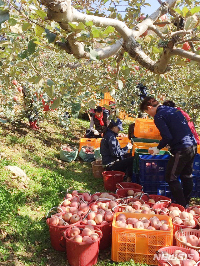 [청주=뉴시스]사과 수확 작업 모습. (사진=뉴시스 DB) photo@newsis.com