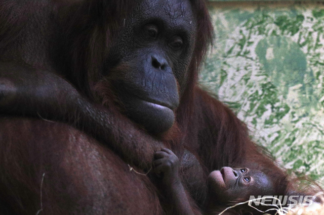 30세 오랑우탄, 새끼 낳다···평균수명이 30년인데