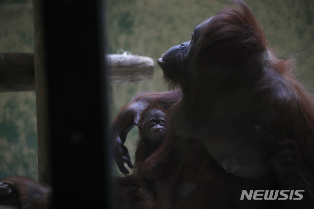 30세 오랑우탄, 새끼 낳다···평균수명이 30년인데