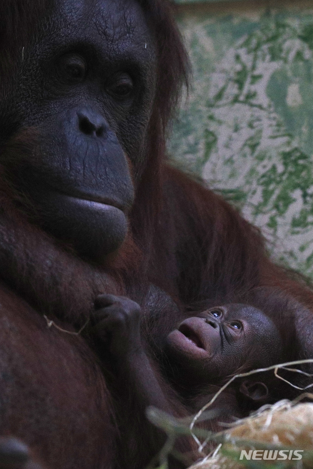 30세 오랑우탄, 새끼 낳다···평균수명이 30년인데