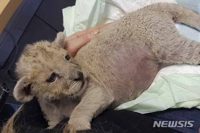 새끼사자, 고양이라고 우기려다 놓고 달아났나