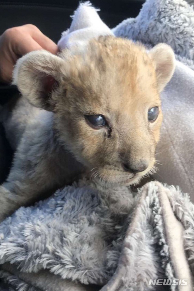 새끼사자, 고양이라고 우기려다 놓고 달아났나