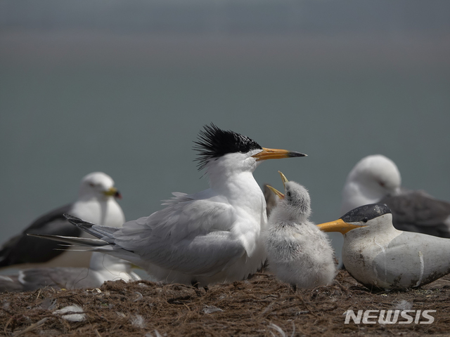 【세종=뉴시스】전남 영광군 칠산도에서 뿔제비갈매기 어미가 부화한지 12일째인 새끼를 보호하고 있다. 2018.10.28.(사진 = 환경부 제공)photo@newsis.com