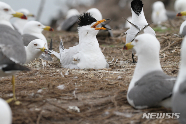 【세종=뉴시스】전남 영광군 칠산도에서 부화한지 3일째인 뿔제비갈매기 새끼가 어미새 품에서 머리를 내밀고 있다. 2018.10.28.(사진 = 환경부 제공)photo@newsis.com