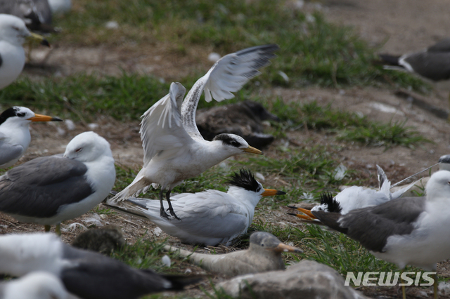 【세종=뉴시스】새끼 뿔제비갈매기가 부화 40일만에 비행 연습 끝에 날개짓을 하며 지면에서 날아오르는 데 성공한 모습. 2018.10.28.(사진 = 환경부 제공)photo@newsis.com