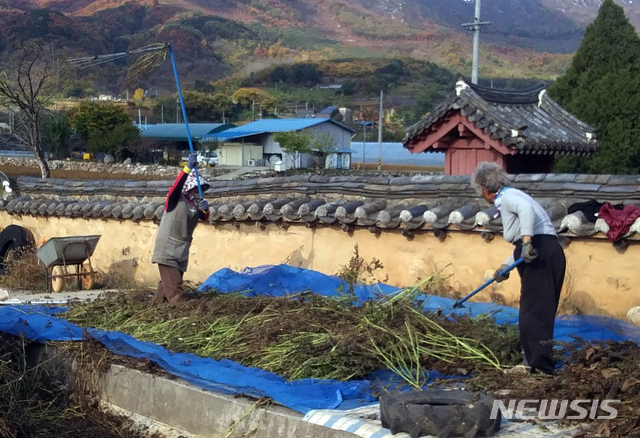 가을 수확철 들깨 터는 농부들 (사진=뉴시스DB)