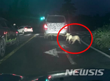 【제주=뉴시스】우장호 기자 = 제주 서부경찰서는 개 두 마리를 본인의 SUV 차량에 매달아 끌고간 혐의(동물보호법 위반)로 A(52)씨를 입건해 조사 중이라고 29일 밝혔다. 지난 26일 오후 6시17분께 A씨 차량에 개(붉은원)들이 묶여 끌려가고 있다. 2018.10.29. (사진=제주동물친구들 제공)&nbsp; photo@newsis.com