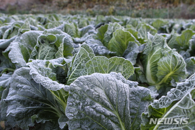 【춘천=뉴시스】한윤식 기자 = 올 들어 가장 추운날씨를 보인 지난달 30일 오전 강원 춘천시 사북면 농촌마을 배추밭에 다가오는 겨울을 알리듯 서리가 하얗게 내려 있다.2018.10.30.ysh@newsis.com