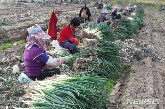 【청주=뉴시스】충북 옥천 생산적 일손봉사 현장 모습. (사진=뉴시스 DB) photo@newsis.com