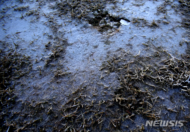 【펑창=뉴시스】김경목 기자 = 30일 오전 영하 4.5도까지 떨어진 강원 평창군 대관령면 용평리조트 스키장 잔디밭에 살얼음이 얼어 있다. 강원지방기상청에 따르면 이날 북춘천에서는 올 가을 첫 얼음이 관측됐다. 2018.10.30. photo31@newsis.com