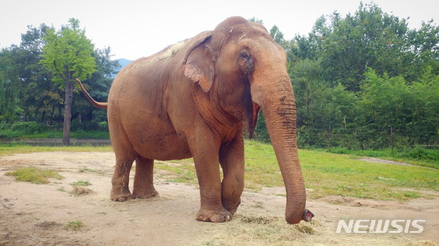 아시아코끼리 칸토