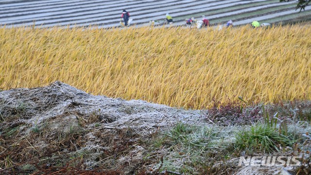 【서울=뉴시스】 영하권으로 기온이 떨어져 서리까지 내린 31일 경남 거창군 남하면 월곡 마을 앞 들녘에서 아낙들이 양파 모종을 심고 있다. 이날 아침 경남 거창의 최저 기온은 -0.5도를 보였다. 2018.10.31. (사진=거창군 제공)&nbsp; photo@newsis.com