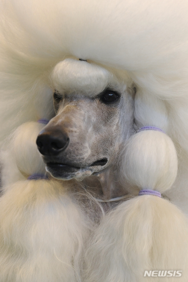 [원추 오늘의운세]개띠, 뼈 묻은 곳 잊어버리고 굶는게 정상인가