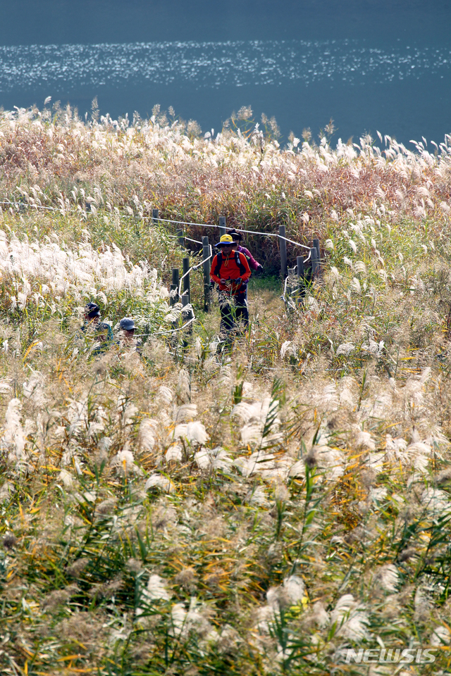 【단양=뉴시스】이병찬 기자 = 충북 단양군은 가곡면 남한강 갈대밭이 가을 여행 사진 촬영지로 큰 인기를 얻고 있다고 1일 밝혔다. 2018.11.01.(사진=단양군 제공) photo@newsis.com