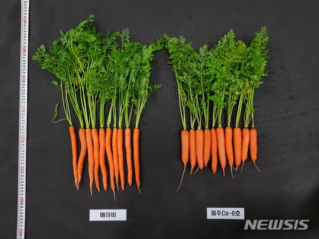 손쉽게 먹을 수 있는 작은 당근 '미니홍' 