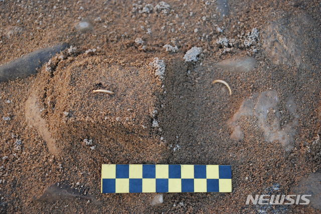 강원도 강릉 토광목곽묘에서 나온 금귀걸이 출토 모습