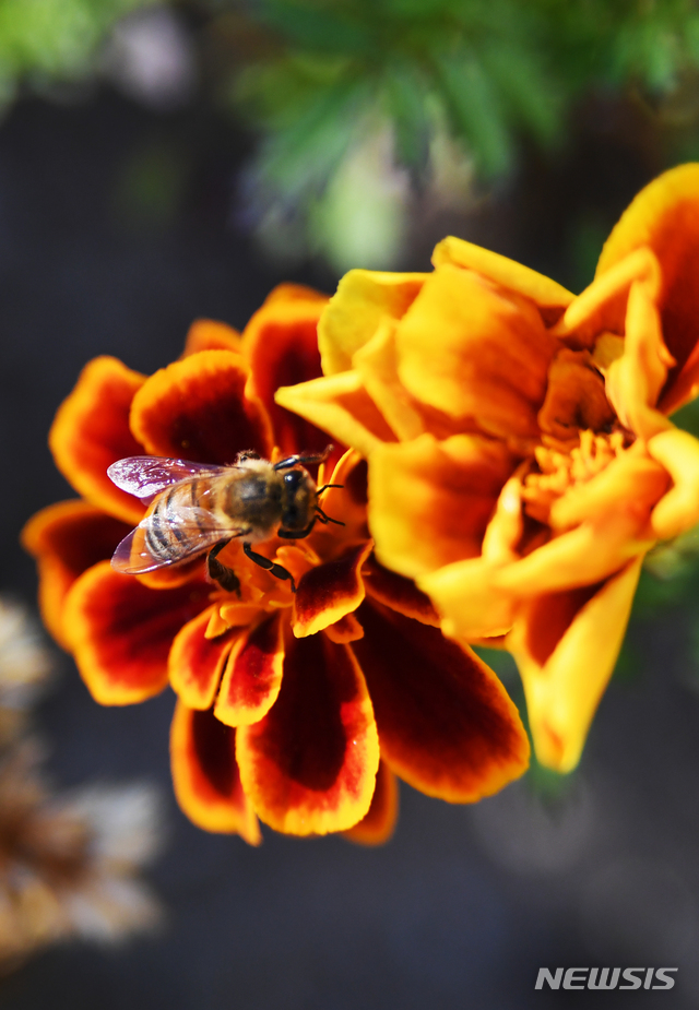 【남해=뉴시스】차용현 기자 = 1일 오전 경남 남해군 서면 서상마을 인근 화단에서 꿀벌이 열심히 꿀을 따고 있다. 2018.11.01. con@newsis.com