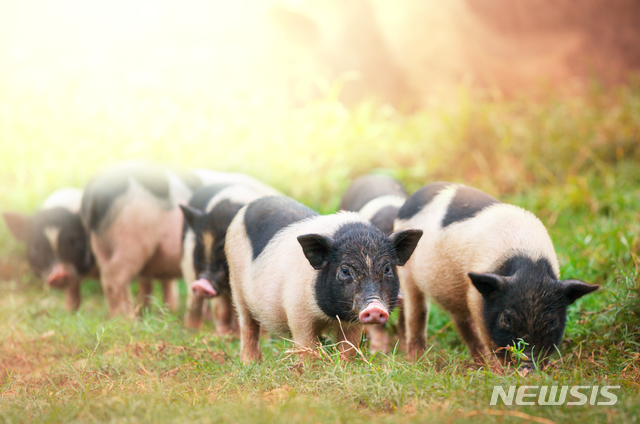 [원추 오늘의운세]돼지띠, 앞으로~ 앞으로~ 앞으로앞으로