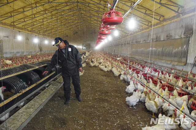 [논산=뉴시스] 함형서 기자= 충남 논산시 가야곡면 두월리의 한 양계농가에서 한 농민이 닭들을 보고 있다. 2018.11.02.foodwork23@newsis.com