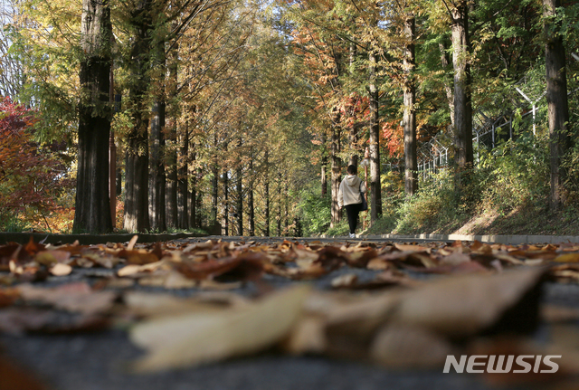 【서울=뉴시스】박진희 기자 = 11월 첫 주말인 3일 오후 서울 서대문구 안산 인근 도로에 낙엽이 쌓여가고 있다. 2018.11.03. pak7130@newsis.com