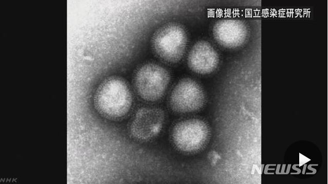 【서울=뉴시스】접촉을 통해서만 감염되는 것으로 알려졌던 H7N9형 조류 인플루엔자 바이러스가 기침할 때 공기 중으로 확산되는 비말(飛沫)을 통해서도 감염된다는 것이 일본 연구팀에 의해 처음으로 확인됐다고 NHK 방송이 4일 보도했다. 연구팀은 새 인플루엔자의 세계적 유행이 우려된다고 경계했다. <사진 출처 :NHK> 2018.11.4