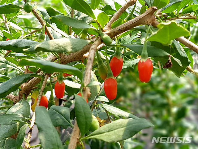 【청양=뉴시스】 청양군 구기자. (사진=청양군청 제공)