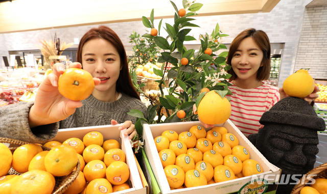 【서울=뉴시스】박주성 기자 = 신세계백화점이 11일 오전 서울 신세계백화점 본점 신관 지하 1층 과일코너에서 제주산 노지 감귤과 하우스 한라봉을 선보이고 있다. 본점, 강남점, 영등포점 등 주요 점포 식품관에서 항공으로 직송한 이번 감귤과 한라봉은 당도가 뛰어나고 산미와의 조화가 뛰어나다. 2018.11.11. park7691@newsis.com
