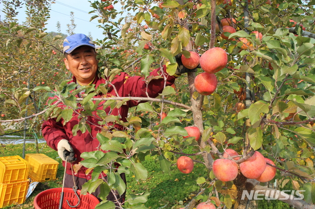 【청주=뉴시스】천영준 기자 = 17일 충북도에 따르면 도내 농가의 농작물 재해보험 가입이 지난해보다 큰 폭으로 증가한 것으로 나타났다. 올해 상반기 가입 면적은 1만6801㏊로 집계됐다. 사진은 사과 수확 작업 모습. 2019.8.17. (사진=뉴시스 DB) photo@newsis.com