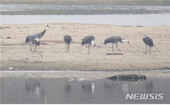 달성습지를 찾은 겨울철새 흑두루미 