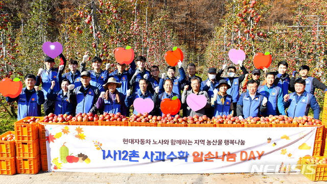 【울산=뉴시스】안정섭 기자 = 15일 오전 현대자동차 울산공장 임직원들이 자매결연을 맺고 있는 울산 울주군 상북면 소호마을을 방문해 사과 수확작업을 도운 뒤 기념촬영을 하고 있다. 2018.11.15. (사진=현대자동차 제공) photo@newsis.com 