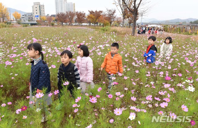 【울산=뉴시스】배병수 기자 =&nbsp; 16일 오전 울산시 남구 삼호교철새공원 옆 코스모스 동산에서 남구 무거동 베델유치원원생들이 코스모스길을 걷고 있다. 2018.11.16.&nbsp; bbs@newsis.com
