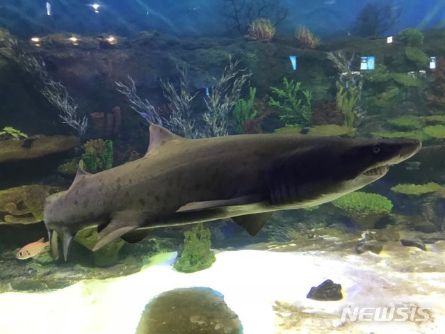 '수족관·동물원' 함께 만나는 부천 '플레이아쿠아리움'