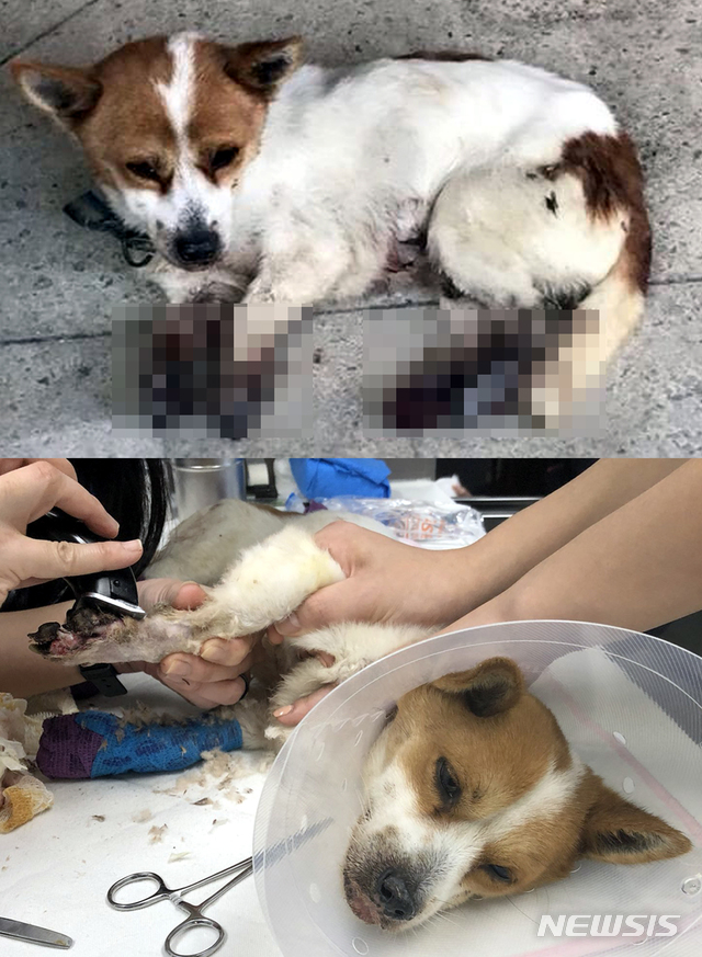 【광주=뉴시스】류형근 기자 = 광주 남부경찰서는 18일 다리에 상처를 입은 강아지가 건물에 방치돼 있다는 신고가 접수돼 동물학대 등을 염두해 두고 수사를 벌이고 있다고 밝혔다. 발견당시 모습과 동물병원으로 옮겨져 치료받고 있는 강아지. 2018.11.18. (사진=독자제공) photo@newsis.com