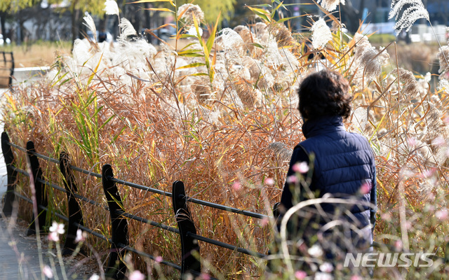 【대구=뉴시스】우종록 기자 = 맑은 날씨를 보인 19일 오후 대구 수성구 두산동 수성못에서 한 시민이 갈대밭 길을 걸으며 산책하고 있다. 2018.11.19. wjr@newsis.com